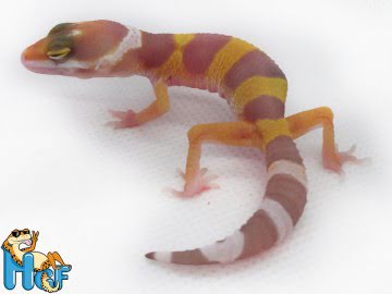 Эублефар Tremper Albino (28) Image 1