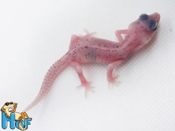 Эублефар Super Snow Image 2