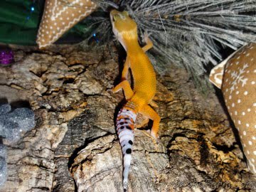 Tangerine poss SHT Image 1