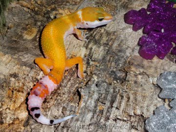 Tangerine poss SHT Image 0