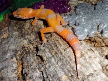 Sunglow poss Electric Image 0