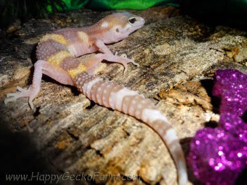 RAPTOR Image 0