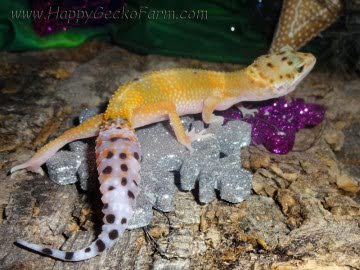 Tangerine poss SHT Image 0