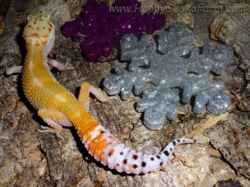 Tangerine poss Emerald Image 3