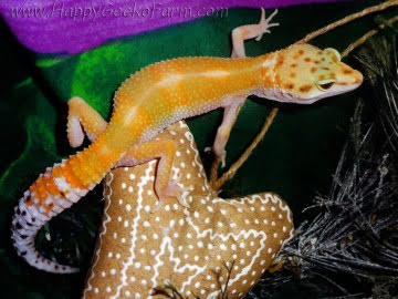 Tangerine poss Emerald Image 2