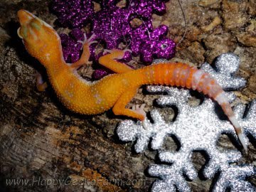Sunglow poss Electric Image 3