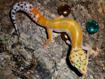 Tangerine poss Emerald Image 0