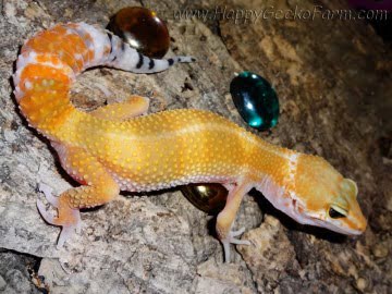 Tangerine poss SHT Image 0