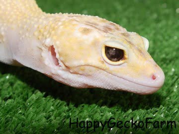 RAPTOR (Marble Eye?) Image 5