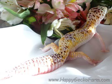 White and Yellow het RAPTOR Image 0