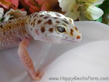 White and Yellow het RAPTOR Image 1