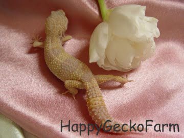 Tremper Albino Pastel Image 4