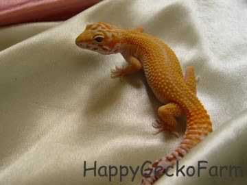 APTOR Reverse Stripe Image 2