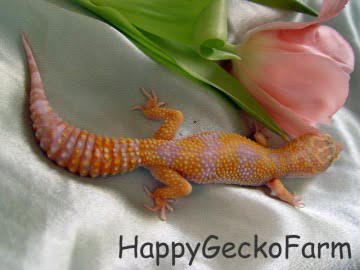  CHCTTJTA het RAPTOR Image 0