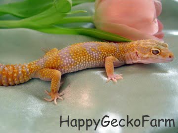  CHCTTJTA het RAPTOR Image 2