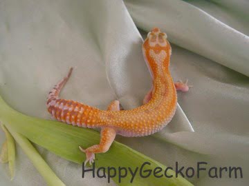  CHCTTRSTA het RAPTOR Image 5