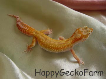  CHCTTRSTA het RAPTOR Image 6