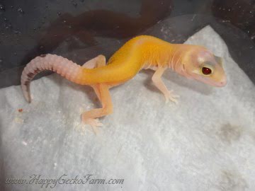 RAPTOR Image 1