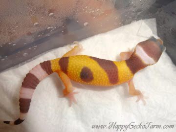 Tremper Albino Image 2