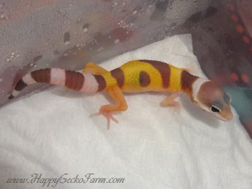 Tremper Albino Image 1