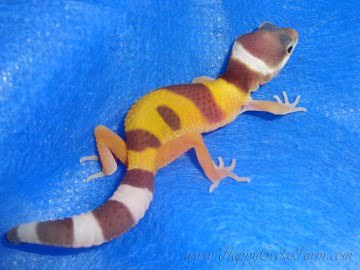 Tremper Albino Image 0