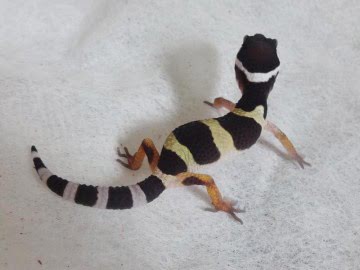 Normal Image 1