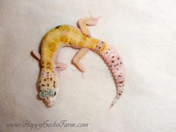 White&Yellow Image 4