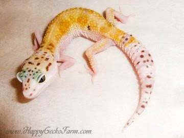 White&Yellow Image 5