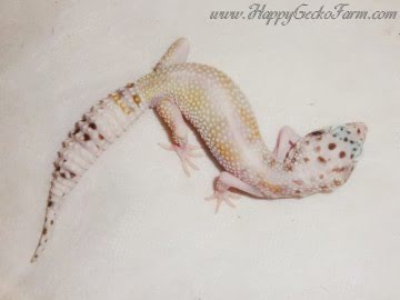 Проект IRBIS (het RAPTOR) Image 13