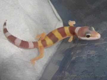 Tangerine Tremper Albino Image 2