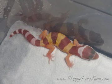 TTA poss Sunglow Image 3