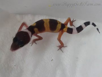 Tangerine poss SHT Image 1