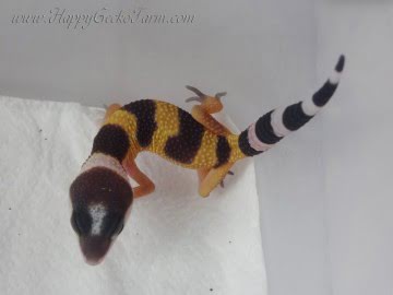 Tangerine poss SHT Image 1