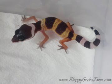 Tangerine poss SHT Image 1