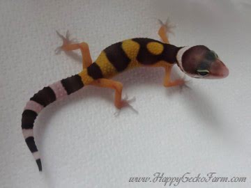 poss Extreme Tangerine Enigma Image 1