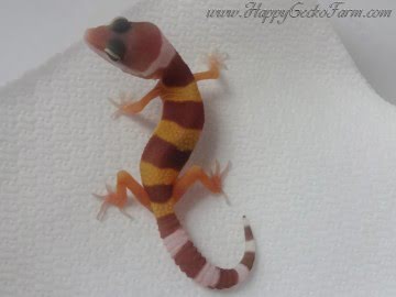 Tangerine Tremper Albino Image 1