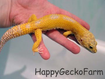 Sunglow het RAPTOR Image 1