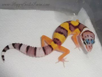 poss Extreme Tangerine Enigma Image 0