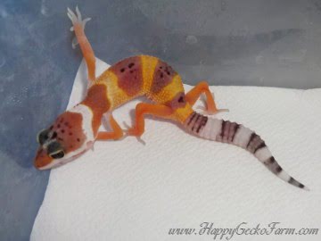 Tangerine poss SHT Image 0