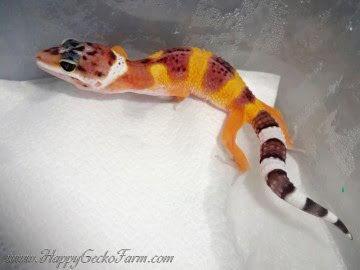 Tangerine poss SHT Image 0