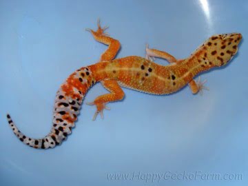 Tangerine poss Emerald Image 2