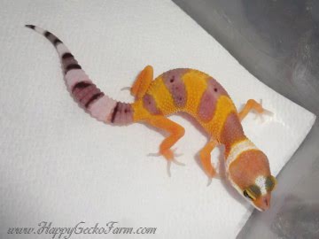 Tangerine poss SHT Image 0