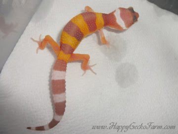 Tangerine Tremper Albino Image 0