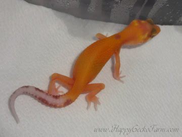 APTOR Image 0