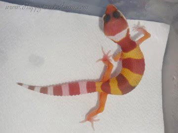 TTA poss Sunglow Image 1