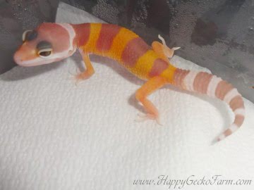 TTA poss Sunglow Image 1