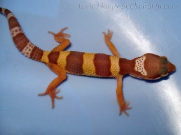 Tremper Albino (проект Lemonchello) Image 1