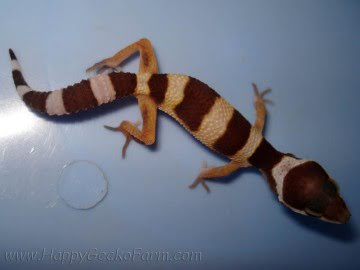 Tremper Albino (проект Lemonchello) Image 1