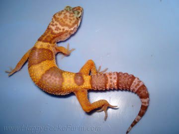 Tremper Albino (проект Lemonchello) Image 1