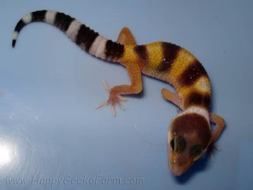 Tangerine poss SHT Image 4
